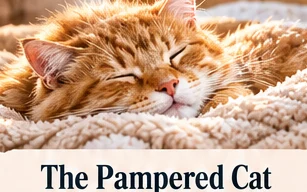 Orange cat sleeping peacefully